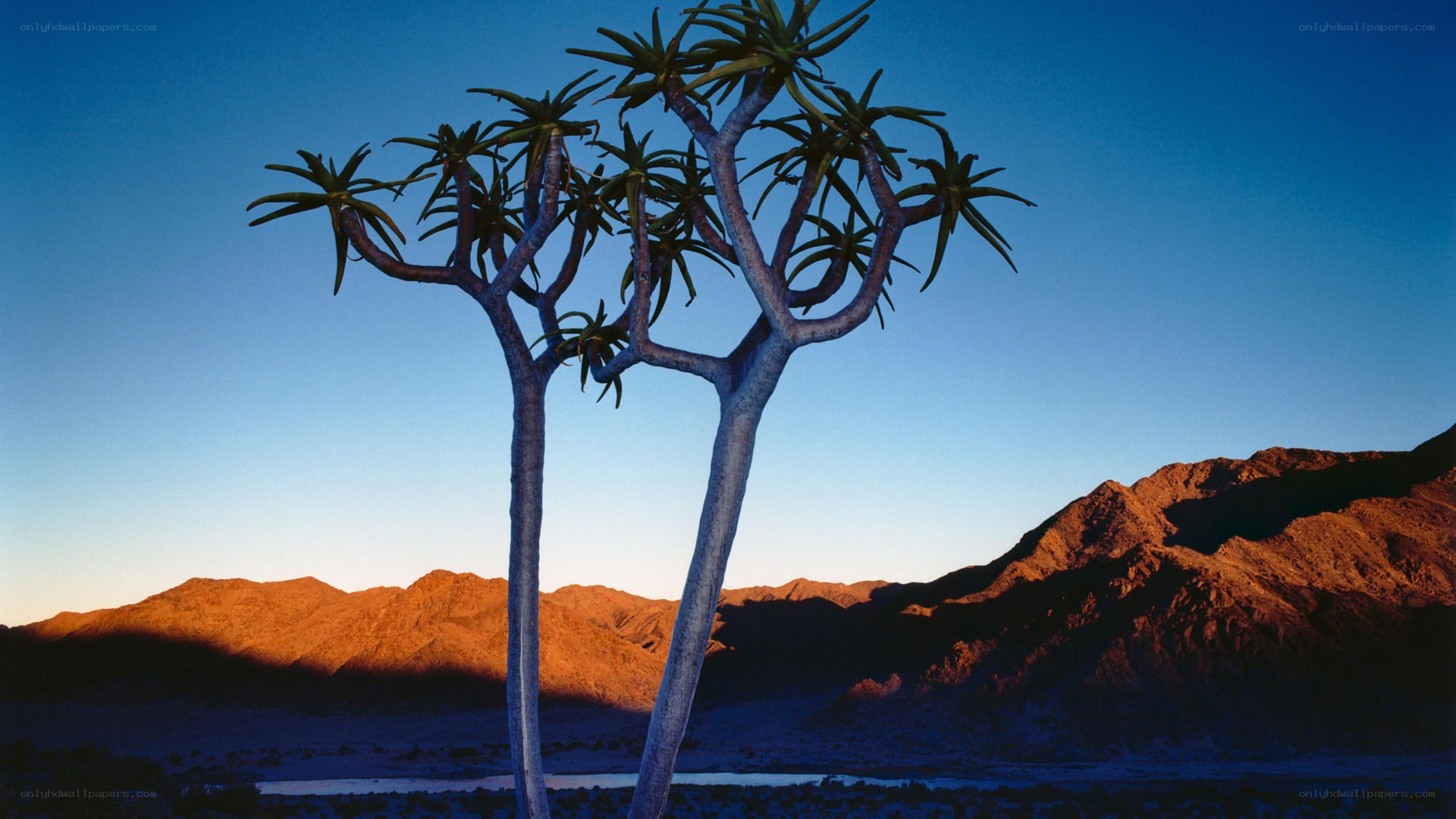 Aloe trees at sunset in desert