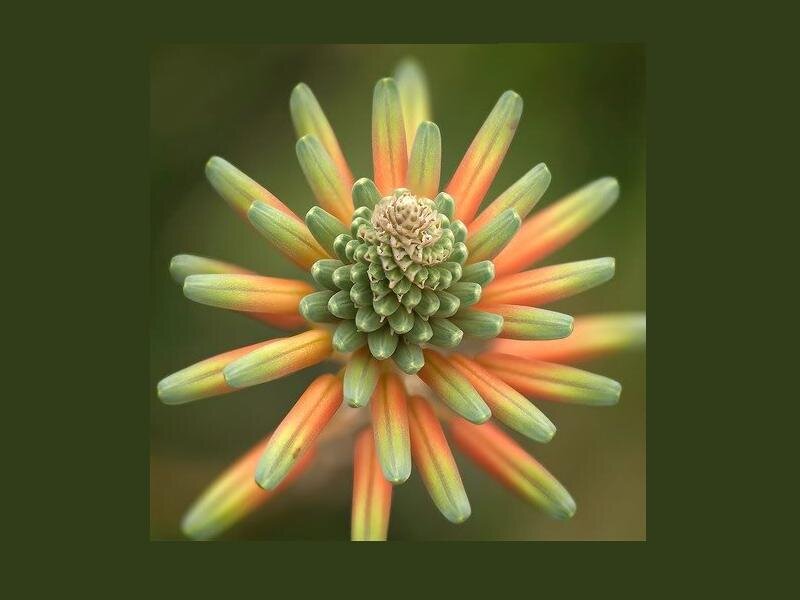 Aloe Vera Flower Bud