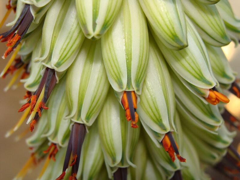 Aloe Vera Flower Cluster