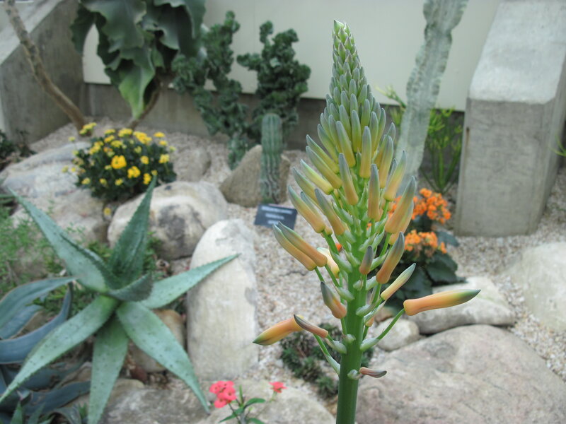 Aloe Vera Flower Stalk