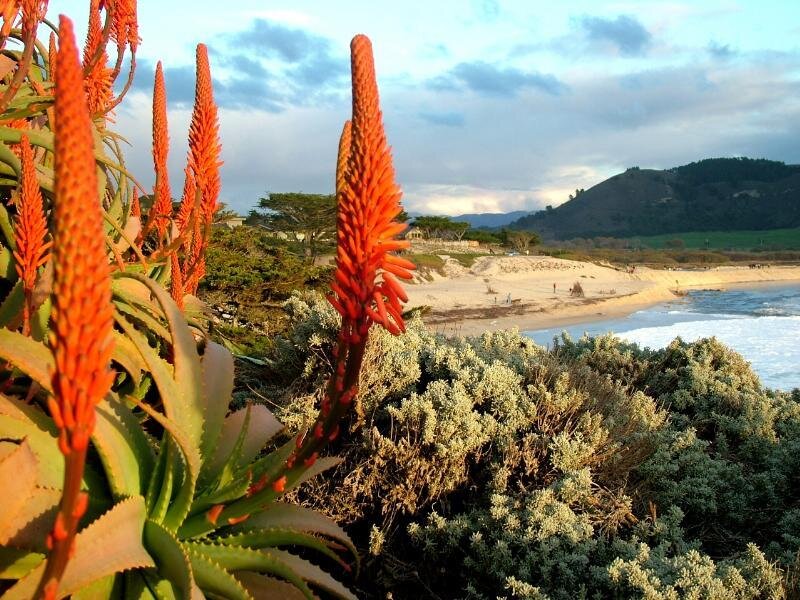 Aloe Vera Flowers