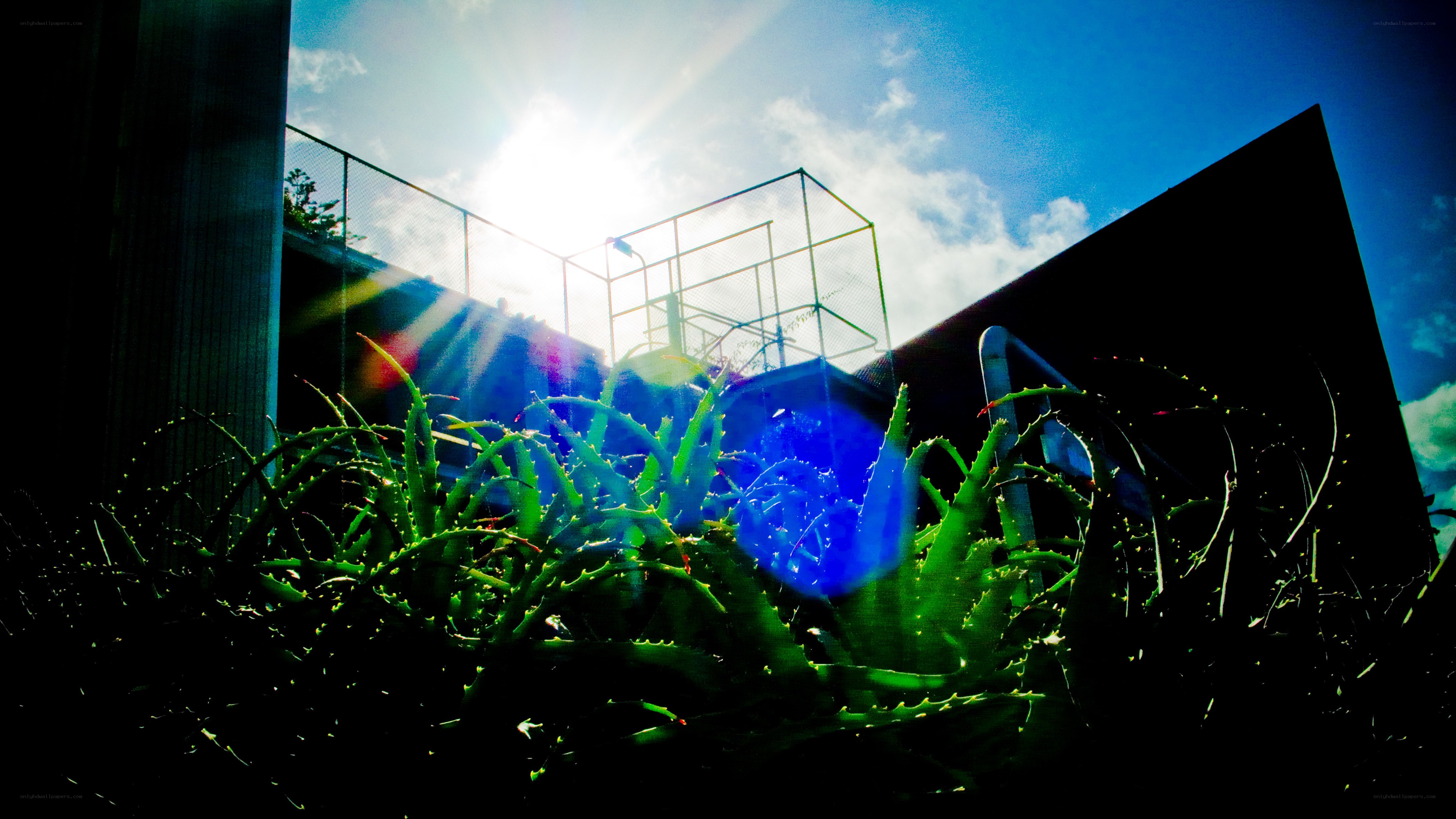 Aloe vera in sunlight