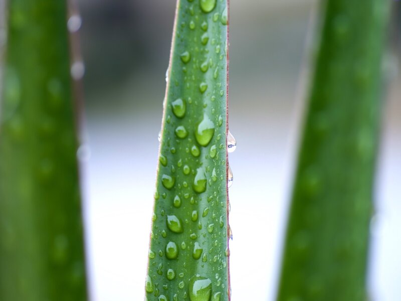 Aloe vera leaf with water droplets
