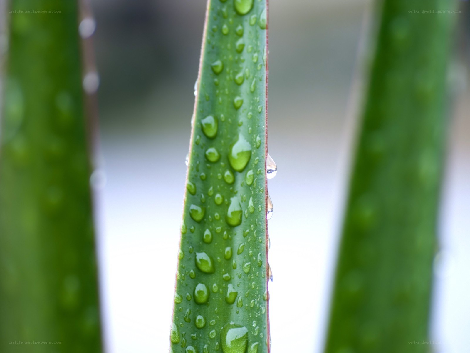 Aloe vera leaf with water droplets