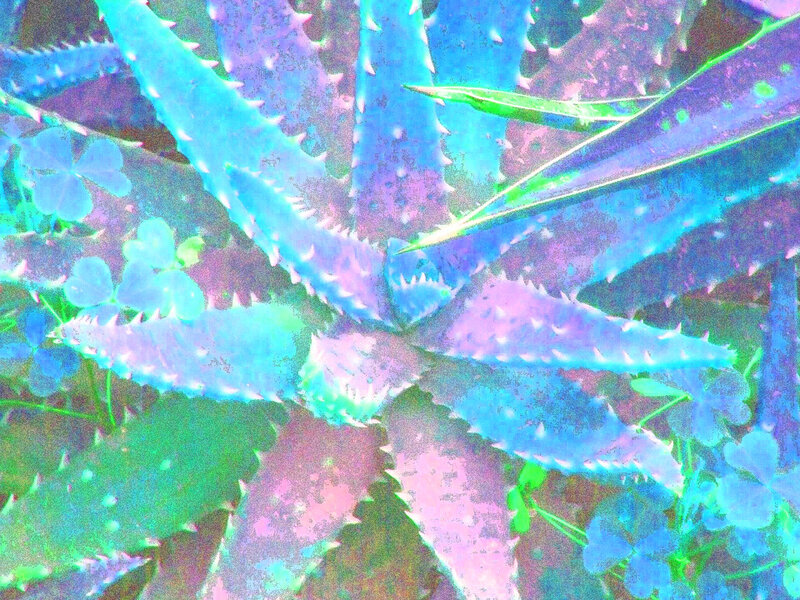 Aloe Vera Plant — Blue