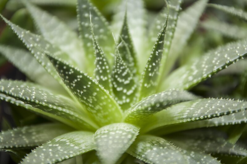 Aloe Vera Plant — Green, Calm, Photograph
