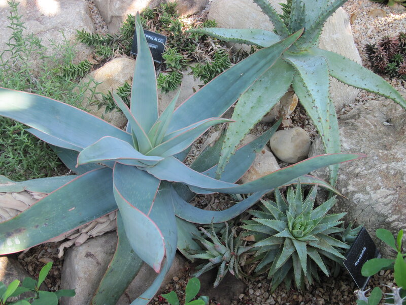 Aloe Vera Plant — Green, Calm
