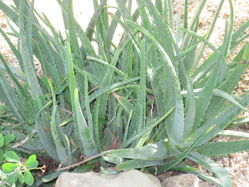 Aloe Vera Plant — Green, Natural, Afternoon, Photograph