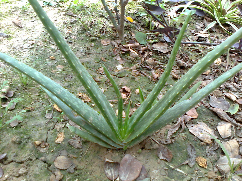 Aloe Vera Plant — Green, Natural, Afternoon