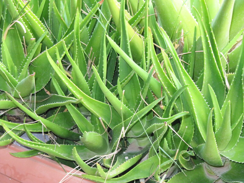 Aloe Vera Plant — Green, Natural