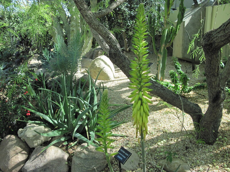 Aloe Vera Plant in Garden