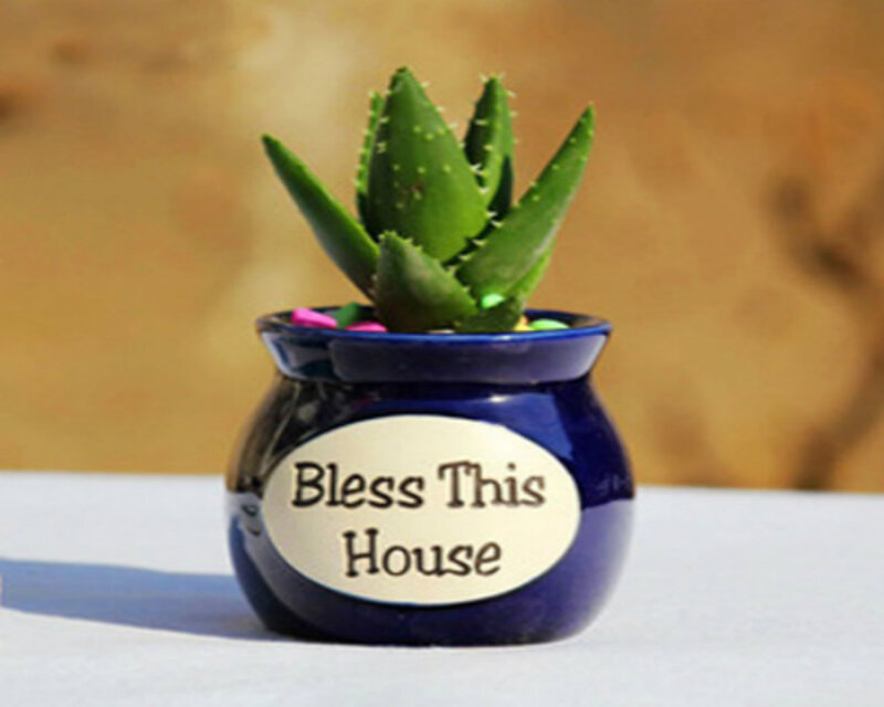 Aloe Vera Plant in Pot