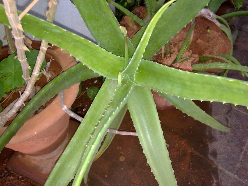 Aloe Vera Plant