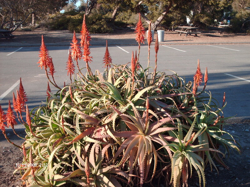 Aloe Vera Plant with Flowers — Green