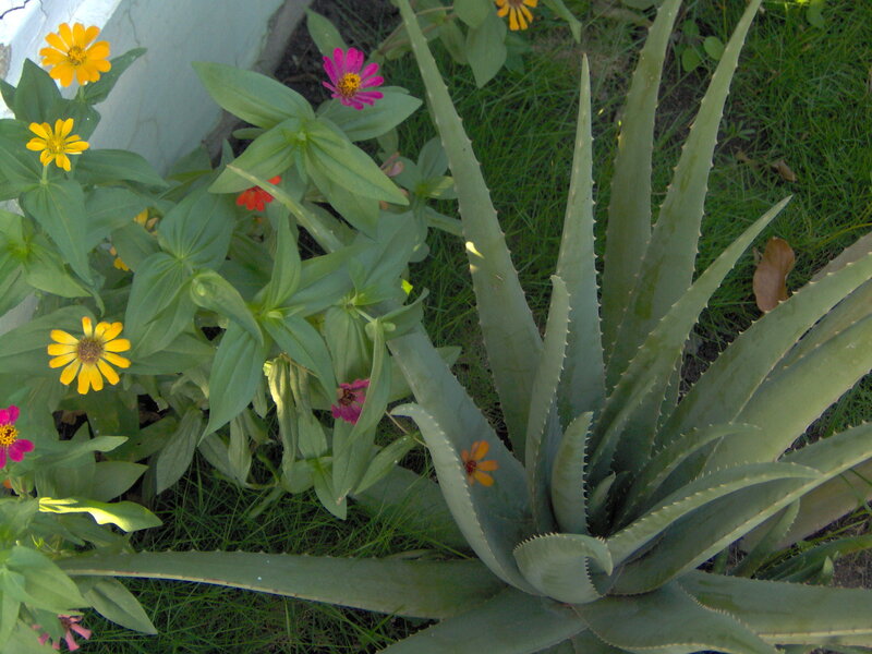 Aloe Vera Plant with Flowers