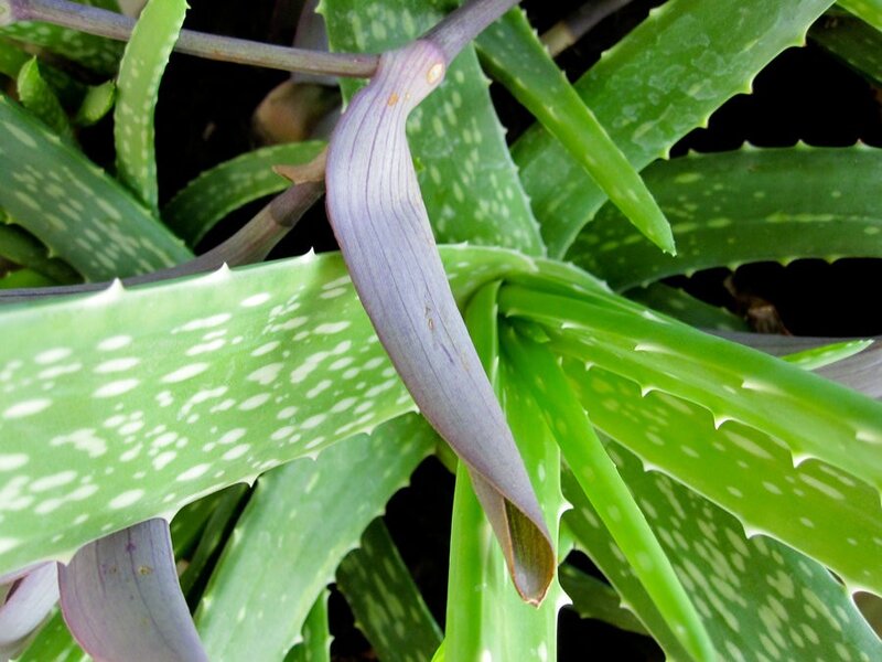 Aloe vera plant with spotted leaves