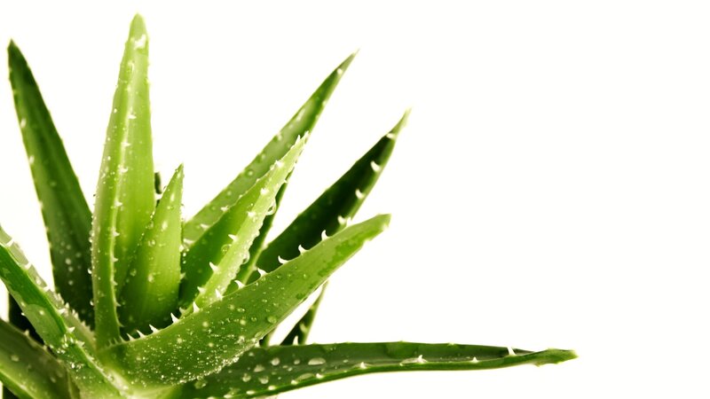Aloe vera plant with water droplets
