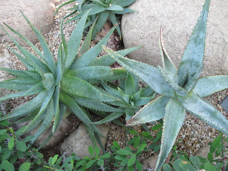 Aloe Vera Plants