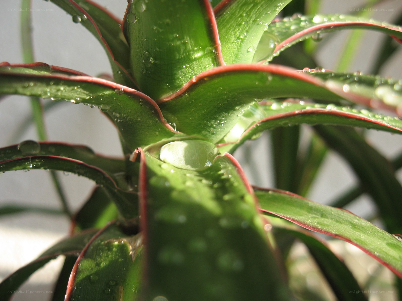 Aloe vera with water droplets