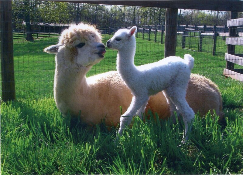 Alpaca and Alpaca Cria