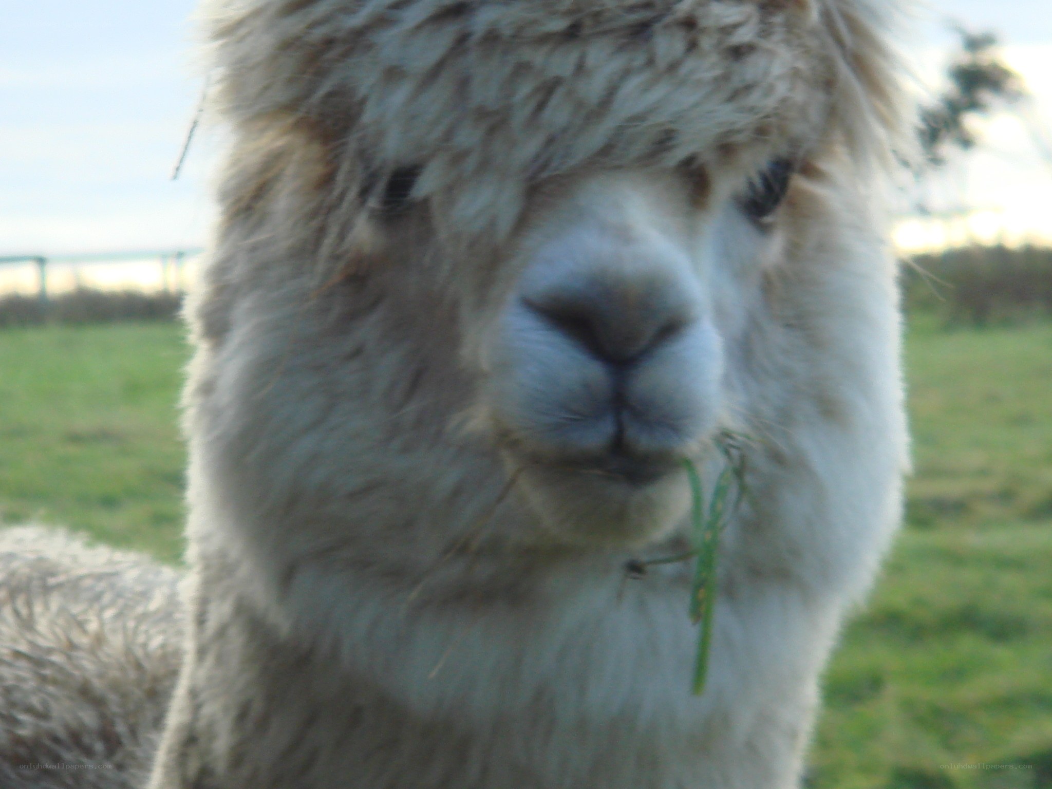 alpaca eating grass