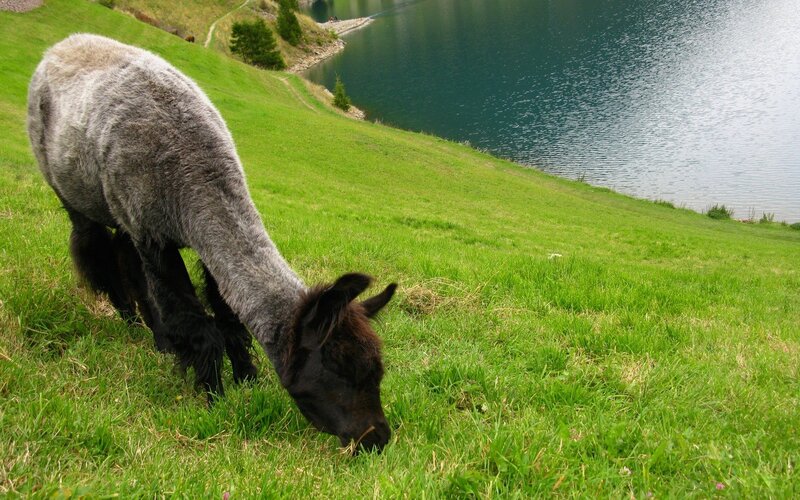 Alpaca grazing by a lake