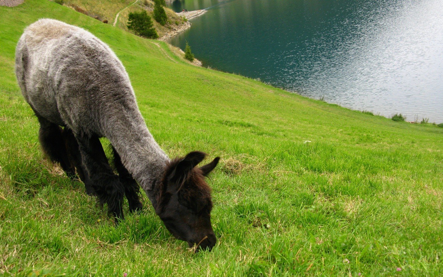 Alpaca grazing by a lake