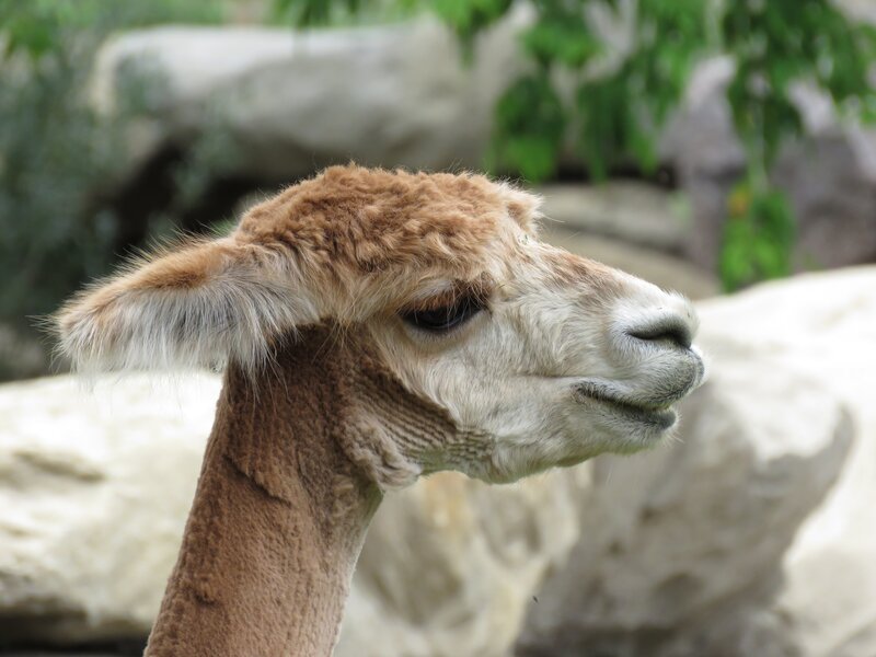 alpaca in natural setting