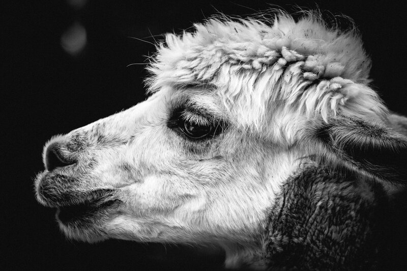 Alpaca in Profile