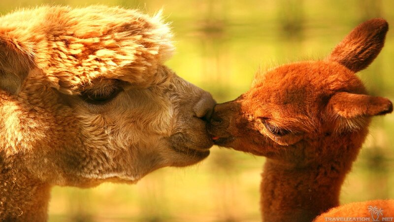 Alpaca Mother and Baby — Brown