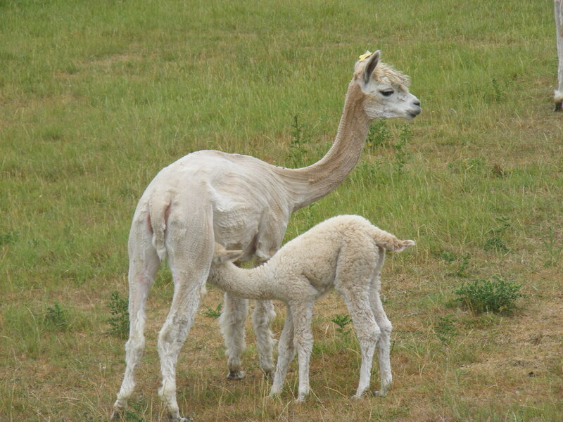 Alpaca mother and baby