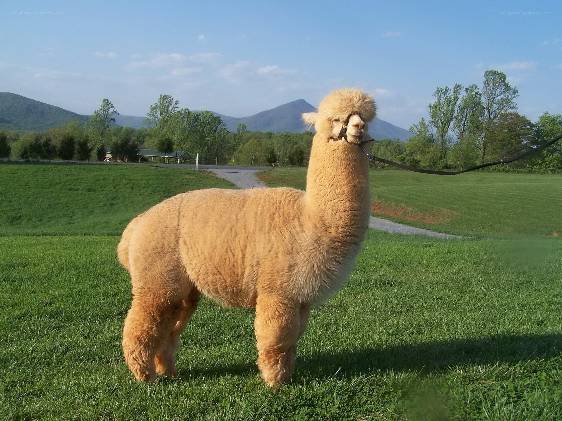 alpaca on a grassy field