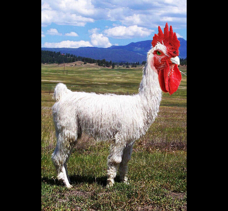 alpaca with chicken head