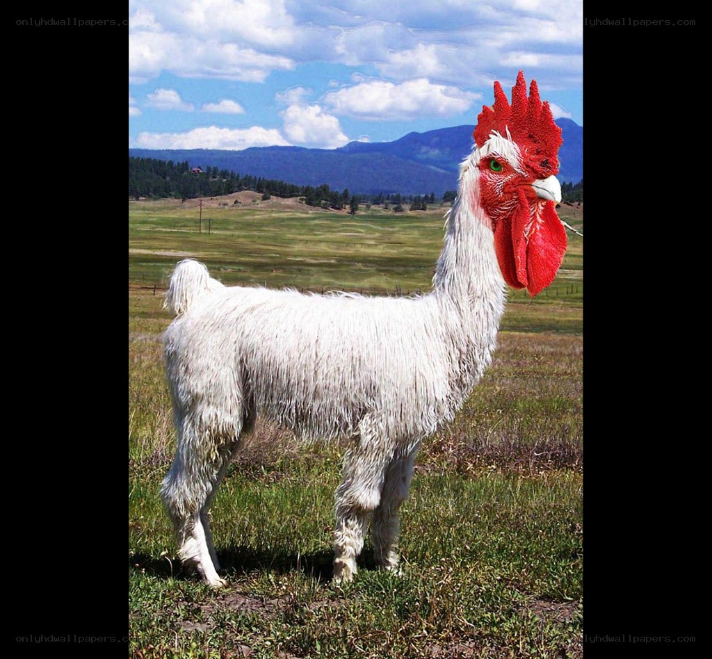 alpaca with chicken head