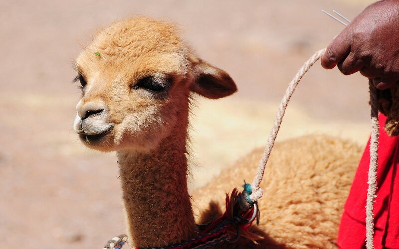alpaca with rope