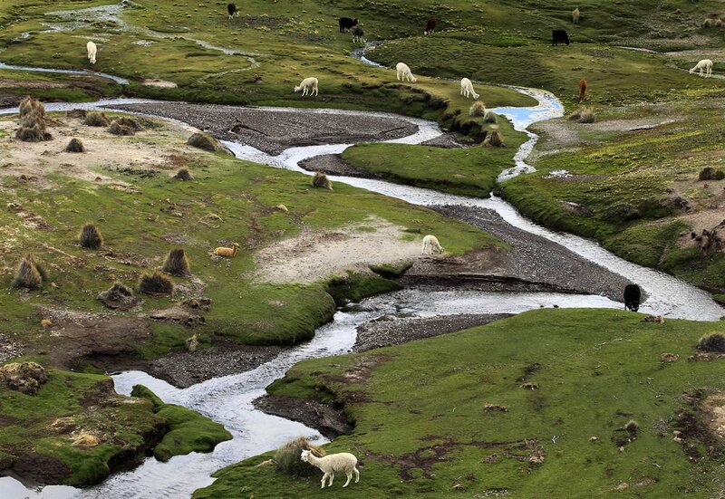 Alpacas grazing by a river