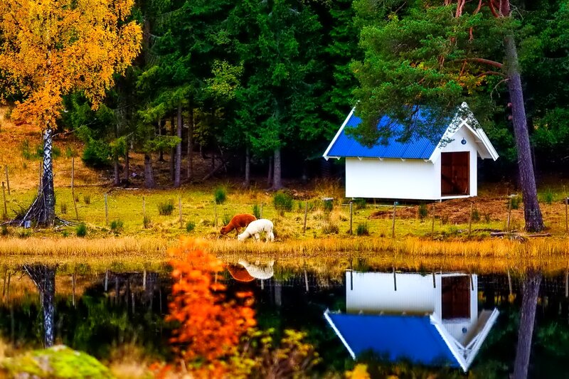 Alpacas Grazing by Lake
