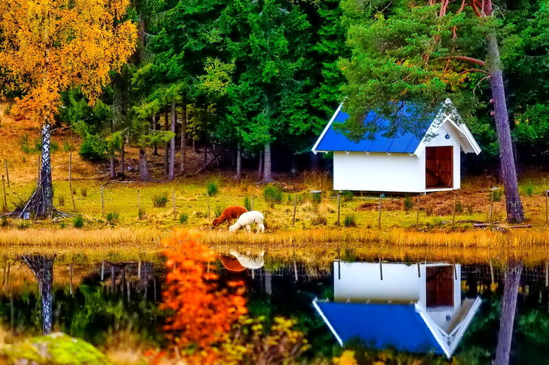 Alpacas Grazing by Pond