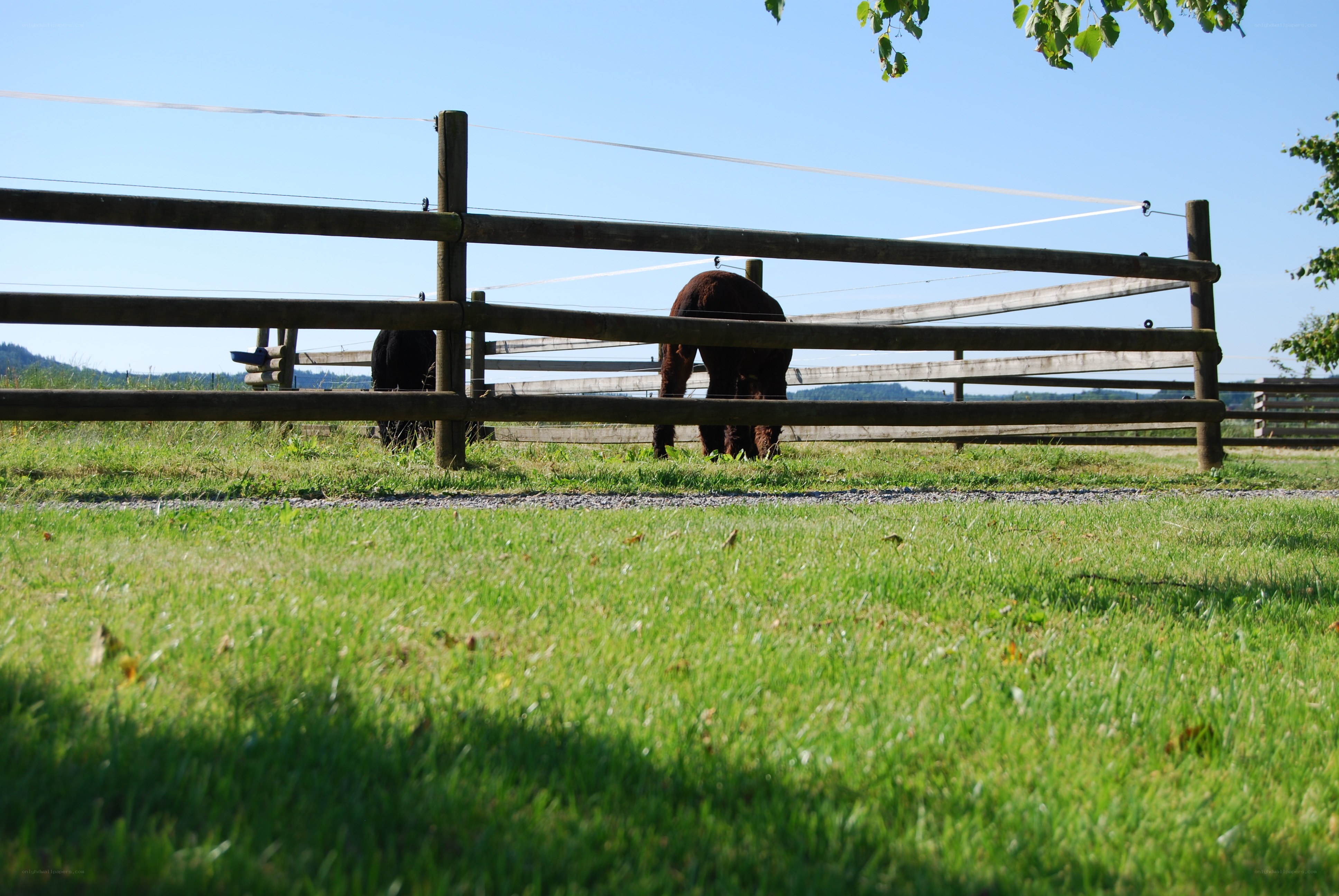 Alpacas grazing in a field