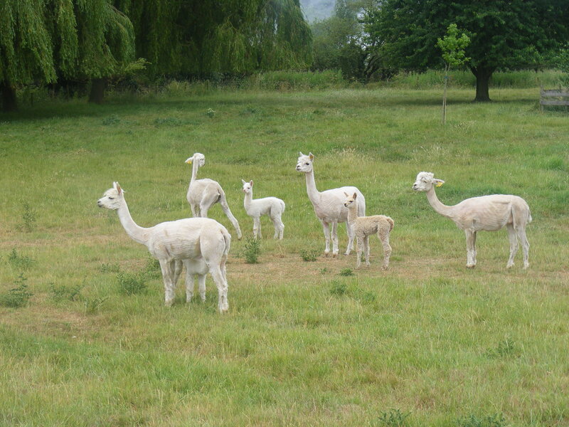 Alpacas in a grassy field