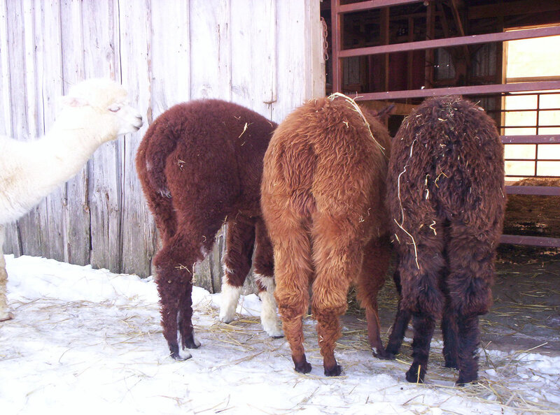 Alpacas in a snowy barnyard