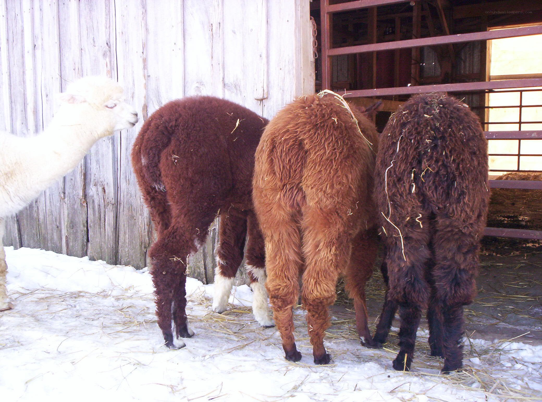 Alpacas in a snowy barnyard