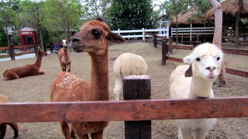 Alpacas in Enclosure