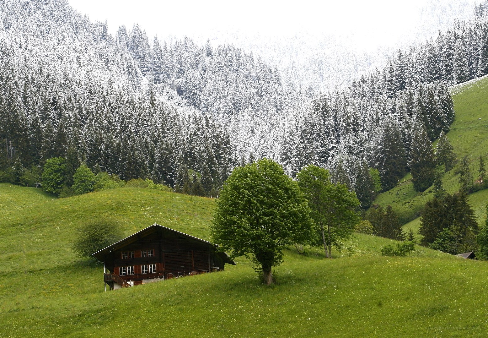 Alpine cabin in spring
