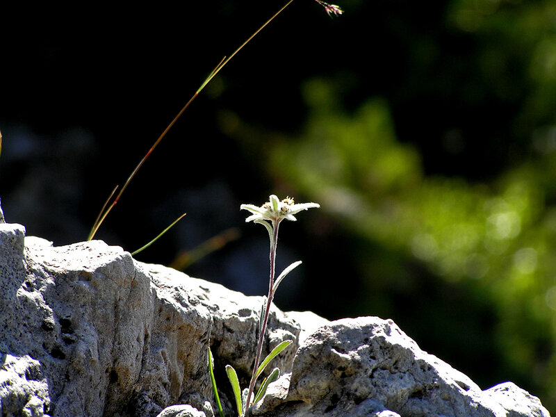 Alpine flower on a rock