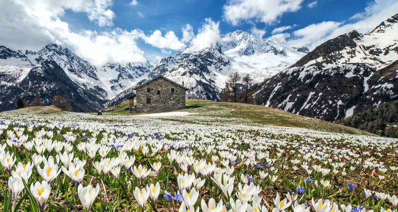 Alpine Flowers and Cabin