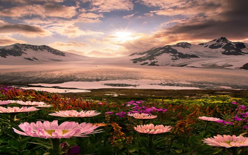 Alpine Flowers and Glacier — Pink