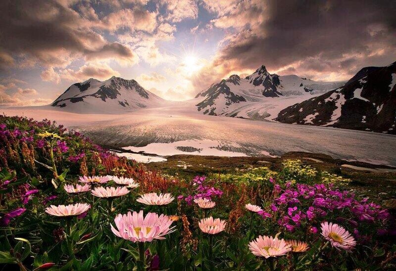 Alpine Flowers and Glacier