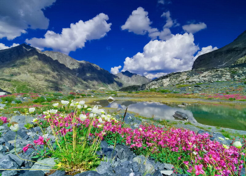 Alpine Flowers and Lake — Blue