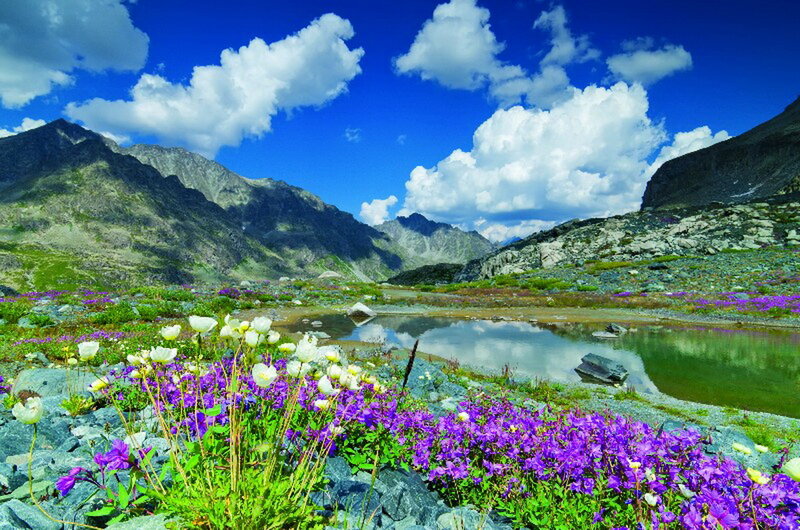 Alpine Flowers and Lake